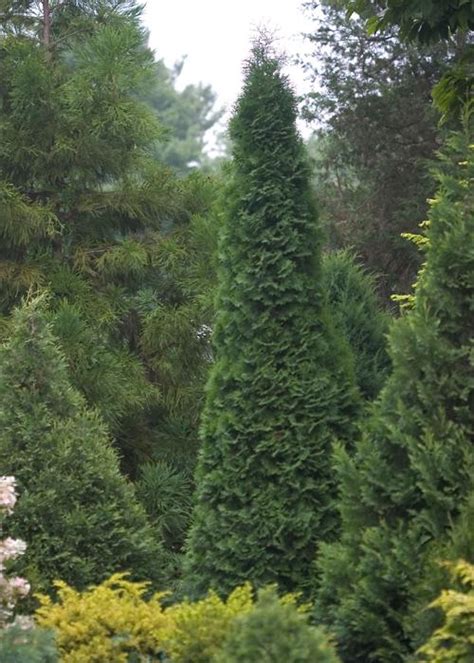 Riggenbach Skinny Evergreens Give You Options In The Yard Lifestyles