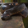 Anaconda | Rainforest Animals