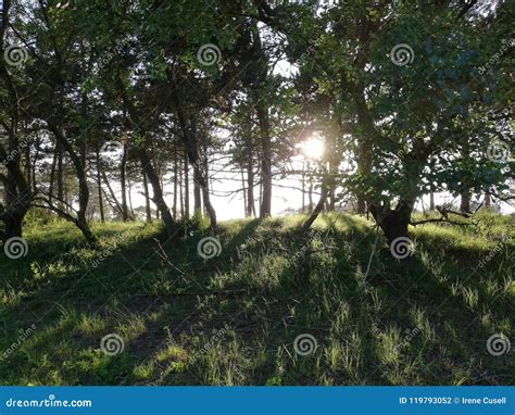 Sun Shining Through Trees In Green Meadow Stock Photo Image Of Bright