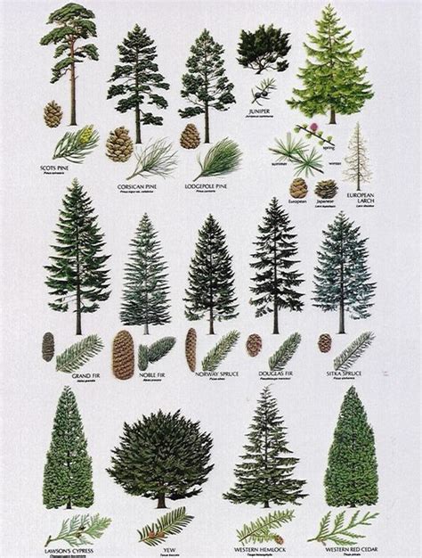 Shop Shtfandgo Survival And Emergency Supplier Types Of Pine Trees