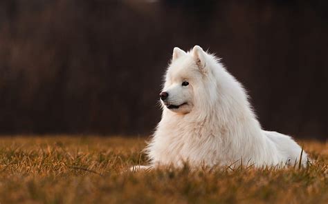 Samoyed White Fluffy Dog Autumn Evening Sunset Big White Dog Pets