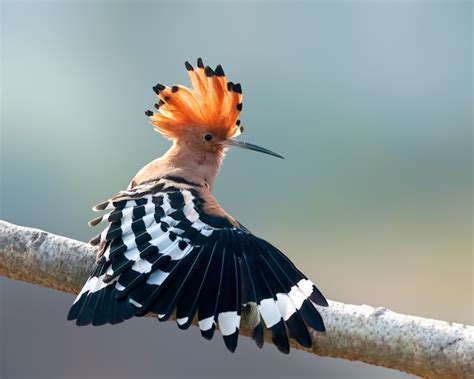 Premium Photo Common Hoopoe Having Stretch On A Tree Perch