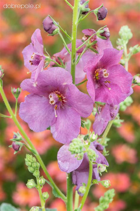 Szkółka Bylin Dobrepole Verbascum Plum Smokey Dziewanna Ogrodowa