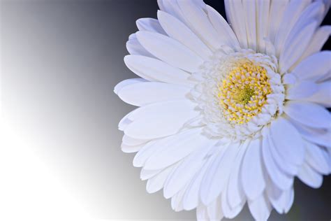Hình ảnh Thực Vật Cánh Hoa Gần Hoa Màu Trắng Đóng Lên Thiên