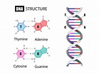 DNA – VividScience