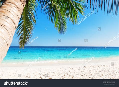 Tropical White Sand Beach With Palm Trees Stock Photo 390214222