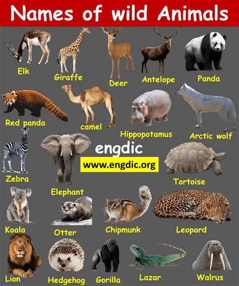 Domestic And Wild Animals Names With Pictures Engdic
