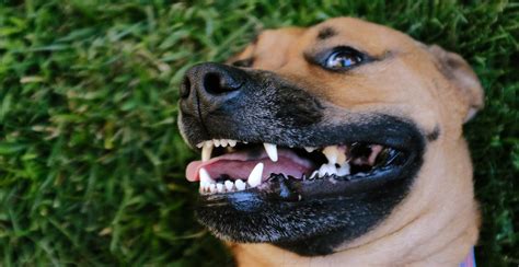 Gum disease increases the risk of heart, kidney and liver disease in dogs and is preventable if dental hygiene measures are taken throughout life. Are Your Dog's Teeth And Gums Healthy? Discover It In This ...