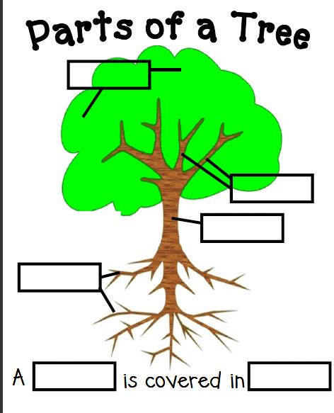 Tree Homeschool Nature Study Tree Study Fall Preschool Activities