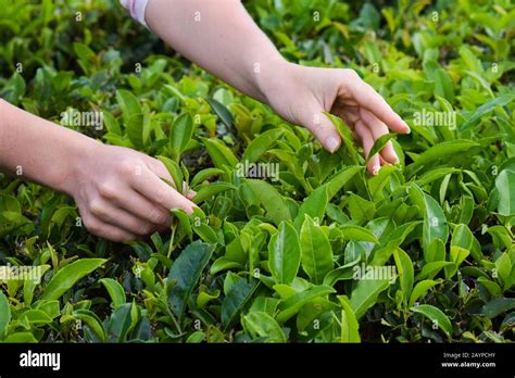 Tea Harvesting Close Up Hands Picking Leaves Stock Photo Alamy