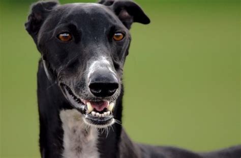 Wildlife Crime Hare Coursing Poaching Inside Ecology