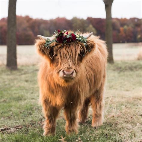 Highland Cow Aesthetic Laptop Wallpaper