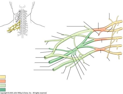 Brachial Plexus Diagram Complex Diagram Quizlet