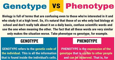 Explain The Difference Between A Genotype And Phenotype Kadyn Has Miles