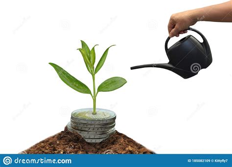 Man`s Hand Holds A Black Watering Can With A Long Nose For Watering Plants, Watering A Green ...