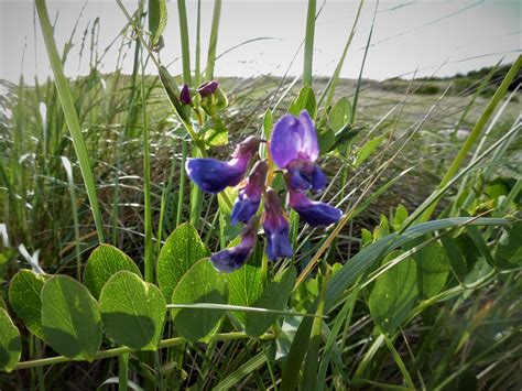 Foraging : The Pacific Northwest - The Beach Pea | Posts by Gary L ...