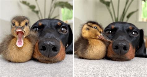 35 Wholesome Duck Pics That Will Hopefully Make You Smile