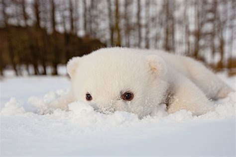 15 Animals Playing In Snow For The First Time Bored Panda