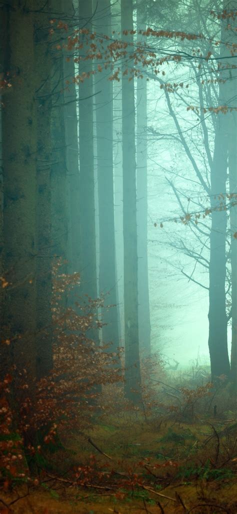 Forest Wallpaper 4k Fall Autumn Foggy Morning Atmosphere Mist