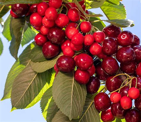 Big Response For Little Cherry Disease Good Fruit Grower