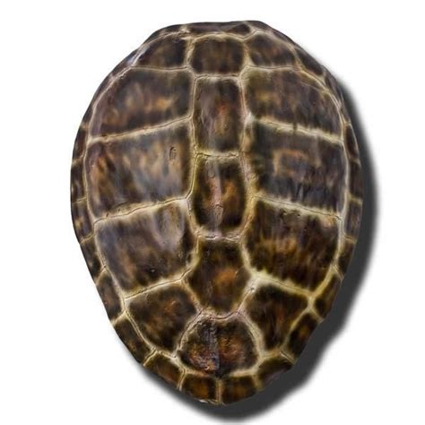 Tortoise shell drawing at paintingvalley com explore how to draw a turtle. Our+turtles+are+hand+made+and+hand+painted.++Each+one+is ...