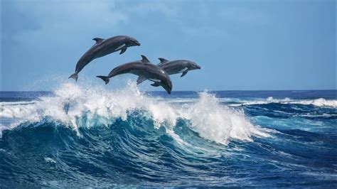 Dolphins Swimming And Jumping With Boat Youtube