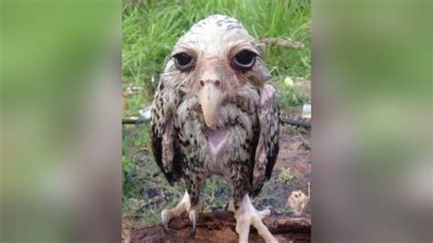 Wet Owl Image Gallery List View Know Your Meme