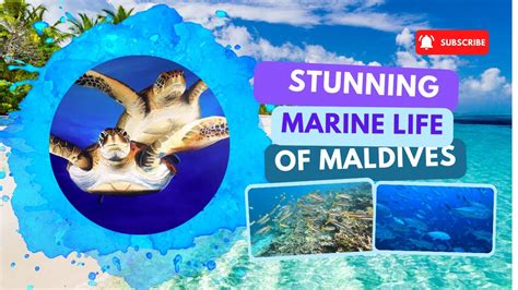 Discovering The Breathtaking Marine Life Of The Maldives Youtube