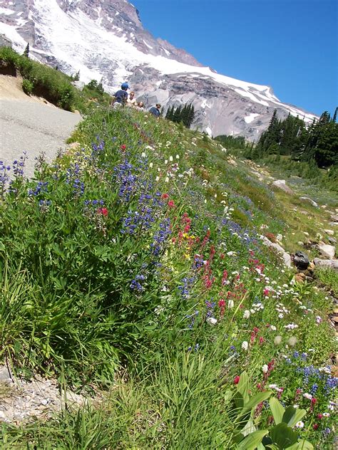 Wildflowers On Mt Rainier Pics4learning