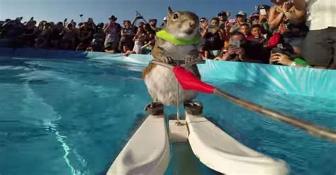 Download this song goo.gl/xukjxn clever clever squirrel jump, one day fall to the ground also lagu Clever Squirrel Goes Water-Skiing | HuffPost UK