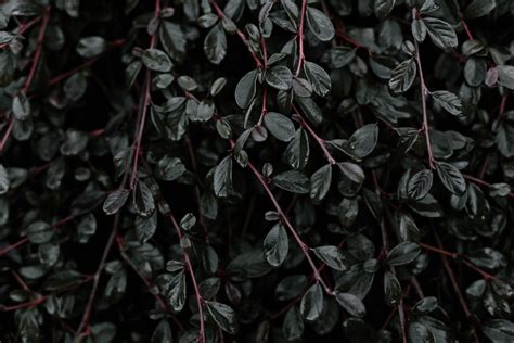 Black Leaves Plant Leaves Branches Hd Wallpaper Wallpaper Flare