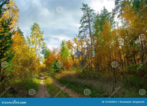 Golden Autumn Forest Stock Image Image Of Orange Tree 131250951