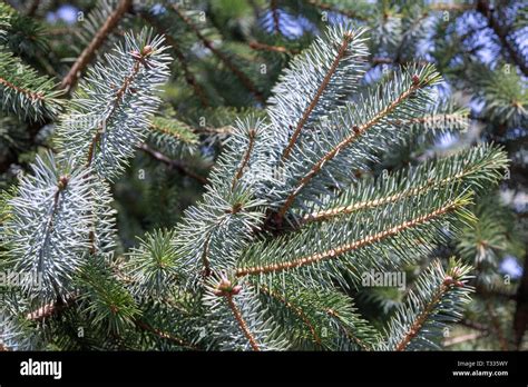 Picea Pungens High Resolution Stock Photography And Images Alamy