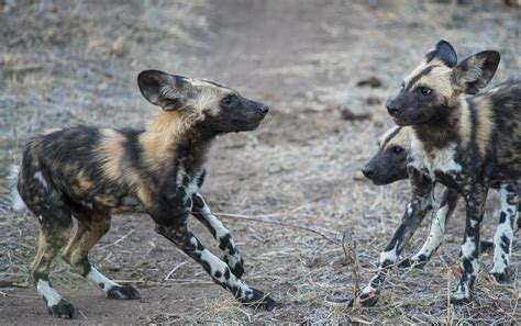 African Painted Dogs And Where To See Them Fish Eagle Safaris