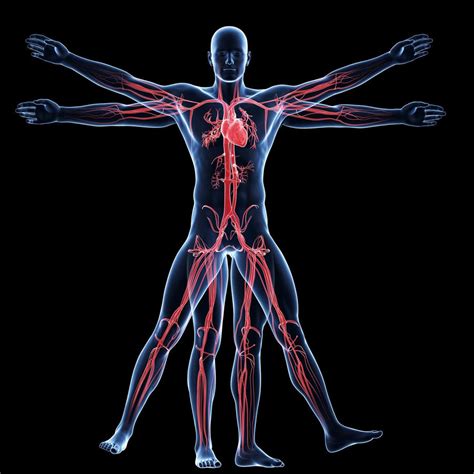 Online High School Anatomy And Physiology Course Sci320 The
