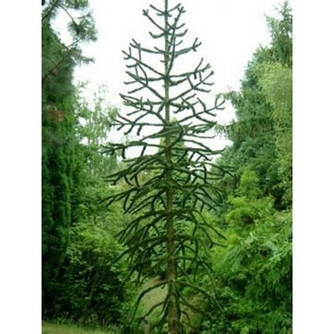 The compact evergreen trees on this list are low maintenance and tolerant of a wide range of growing conditions. Monkey Puzzle Tree | Araucaria araucana For Sale