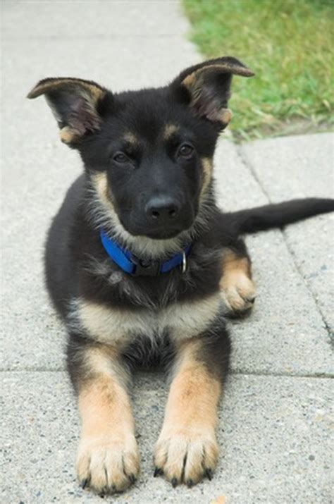 Desperate for dog training information that actually works? How to Train German Shepherd Puppy | Cuteness
