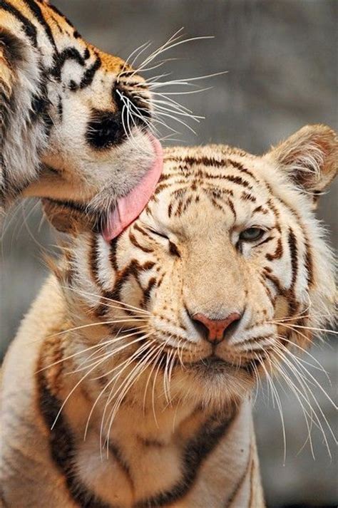 Tiger Love My Menagerie Pinterest