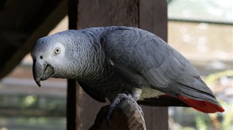 7 Things To Consider Before Getting An African Grey Parrot African