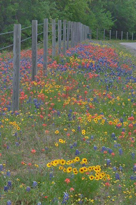 25 Best Wildflower Meadow With Paths Images In 2020 Wild Flowers