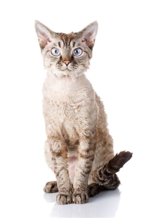 Portrait Gray Devon Rex Cat With Big Ears On White Background Stock