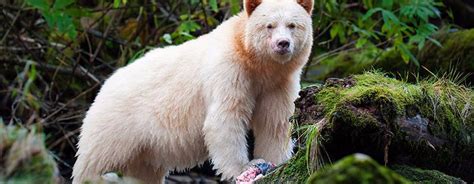 Touching Spirit Bear By Ben Mikaelsen