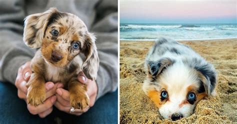 20 Of The Cutest Puppies Ever Paws Planet