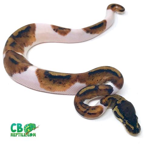Pied Ball Python For Sale Online Baby Piebald Pythons For Sale Near Me