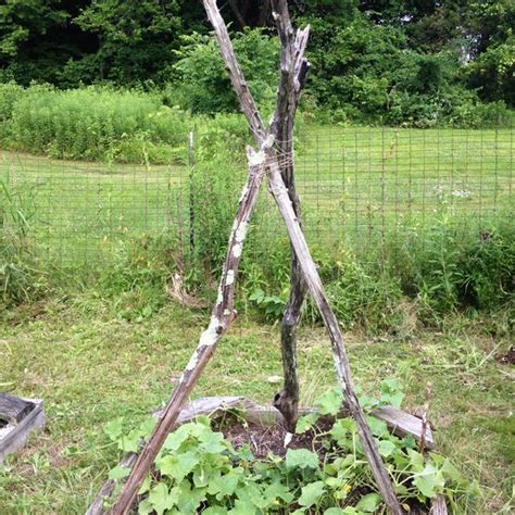How To Make A Garden Teepee For Climbing Plants Martha Stewart
