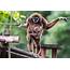 Photo Of Small Gibbon Monkey Among The Most Popular In World For 