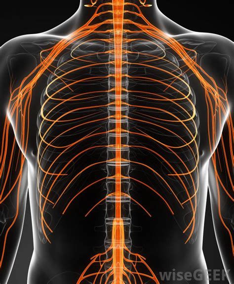 The rib cage is formed by the sternum, costal cartilage, ribs, and the bodies of the thoracic during normal breathing, the major inspiratory muscles produce rib cage expansion and a downward. Rib Cage Muscles And Tendons / Anatomy Of The Sinew ...