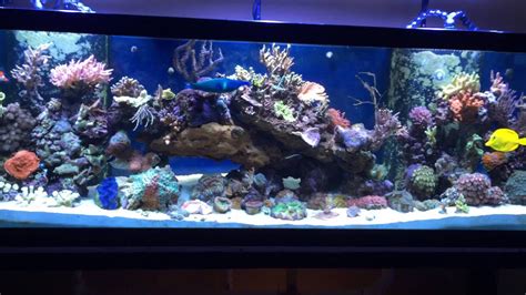 My 150 Gallon Reef Aquarium April 2015 Youtube