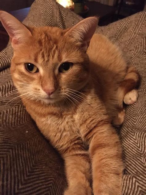 Cute Ginger Cat Meme Account Suspended Kucing Himalaya