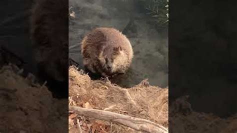 Adorable Beaver Takes A Bath Viralhog Youtube